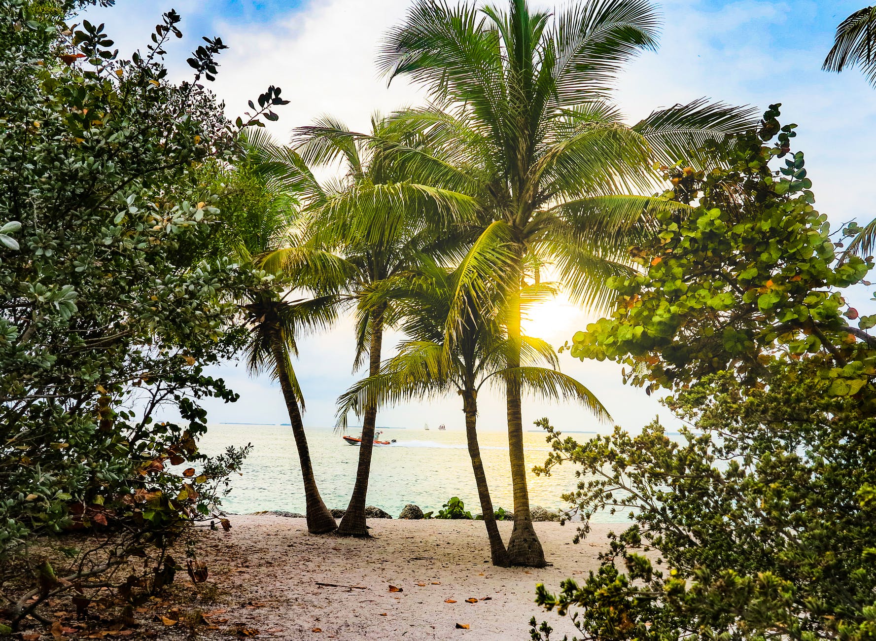 Florida coconut trees on the beach